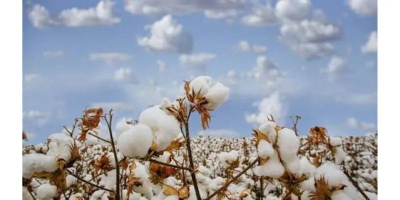 Good Earth Cotton Highlights Evidence-Based Fibre Claims Ahead of New EU Rules